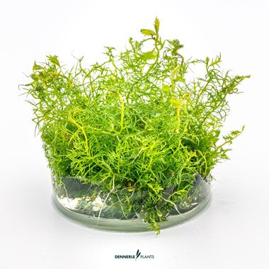 Dennerle Plants | Proserpinaca palustris 'Cuba' - Cup