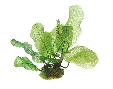 Dennerle Plants | Aponogeton madagascariensis - Bulb piece