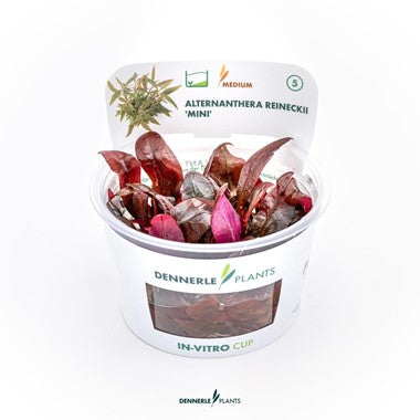 Dennerle Plants | Alternanthera reineckii 'Mini' - Cup