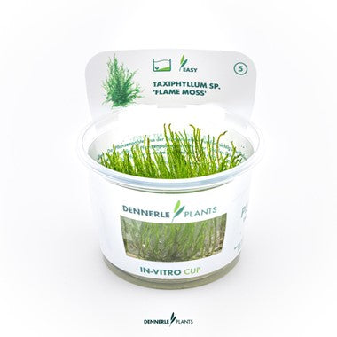 Dennerle Plants | Taxiphyllum sp. 'Flame Moss' - Cup