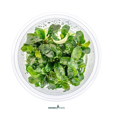 Dennerle Plants | Bucephalandra pygmaea 'Bukit Kelam' or 'Wavy Green' - Cup