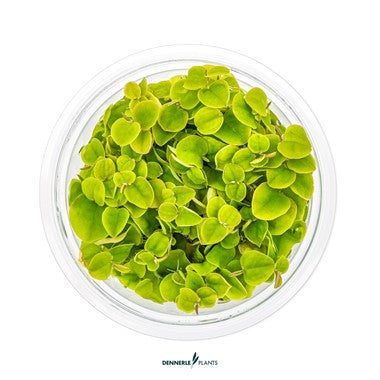 Dennerle Plants | Phyllanthus fluitans - Cup