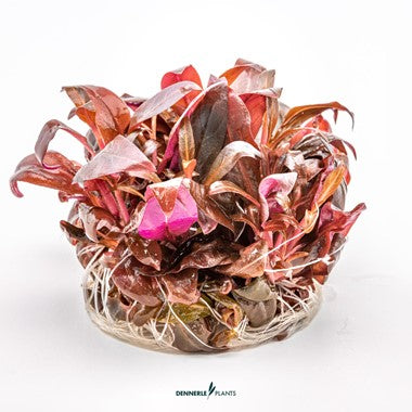 Dennerle Plants | Alternanthera reineckii 'Mini' - Cup