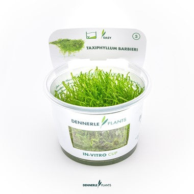 Dennerle Plants | Taxiphyllum barbieri - Cup