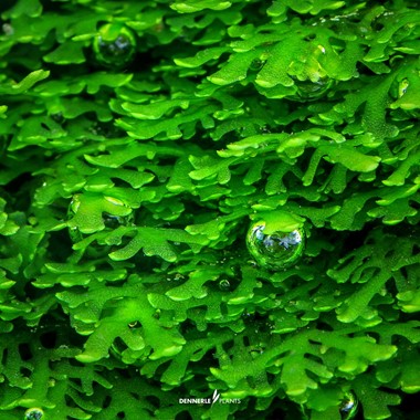 Dennerle Plants | Riccardia chamedryfolia 'Coral Moss' - Cup