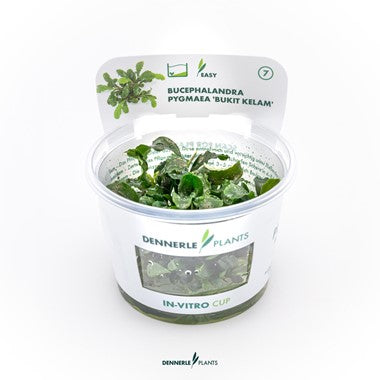Dennerle Plants | Bucephalandra pygmaea 'Bukit Kelam' or 'Wavy Green' - Cup