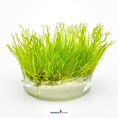 Dennerle Plants | Taxiphyllum sp. 'Flame Moss' - Cup