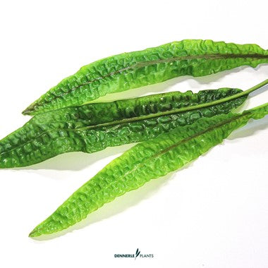 Dennerle Plants | Cryptocoryne sp. Usteriana - Cup