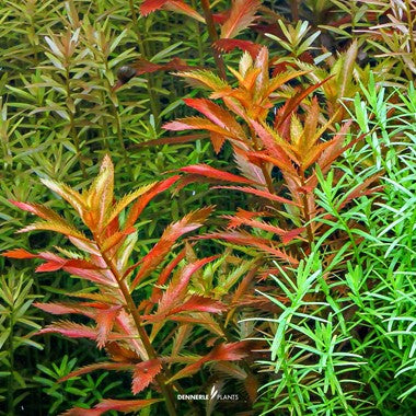 Dennerle Plants | Proserpinaca palustris 'Cuba' - Cup