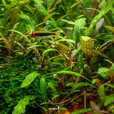 Dennerle Plants | Hygrophila pinnatifida - Cup