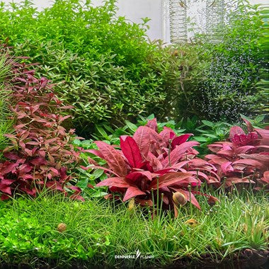 Dennerle Plants | Alternanthera reineckii 'Mini' - Cup