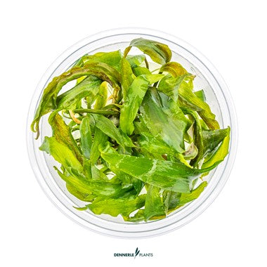 Dennerle Plants | Cryptocoryne sp. Usteriana - Cup