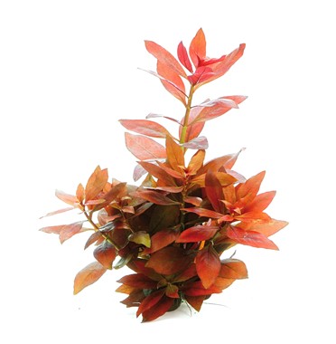 Dennerle Plants | Ludwigia repens 'Rubin' - Pot