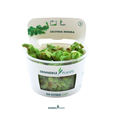 Dennerle Plants | Salvinia minima - Cup