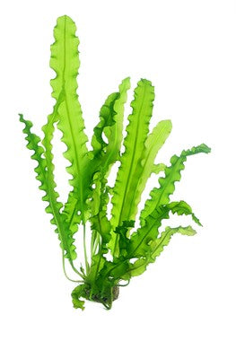 Dennerle Plants | Aponogeton longiplumulosus - Bulb piece