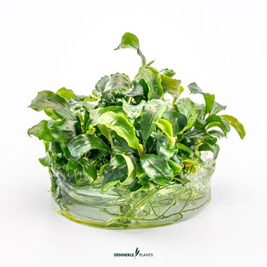 Dennerle Plants | Bucephalandra pygmaea 'Bukit Kelam' or 'Wavy Green' - Cup