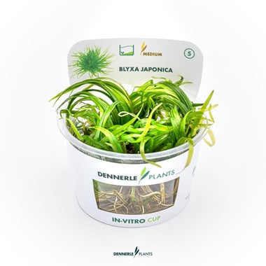 Dennerle Plants | Blyxa japonica - Cup