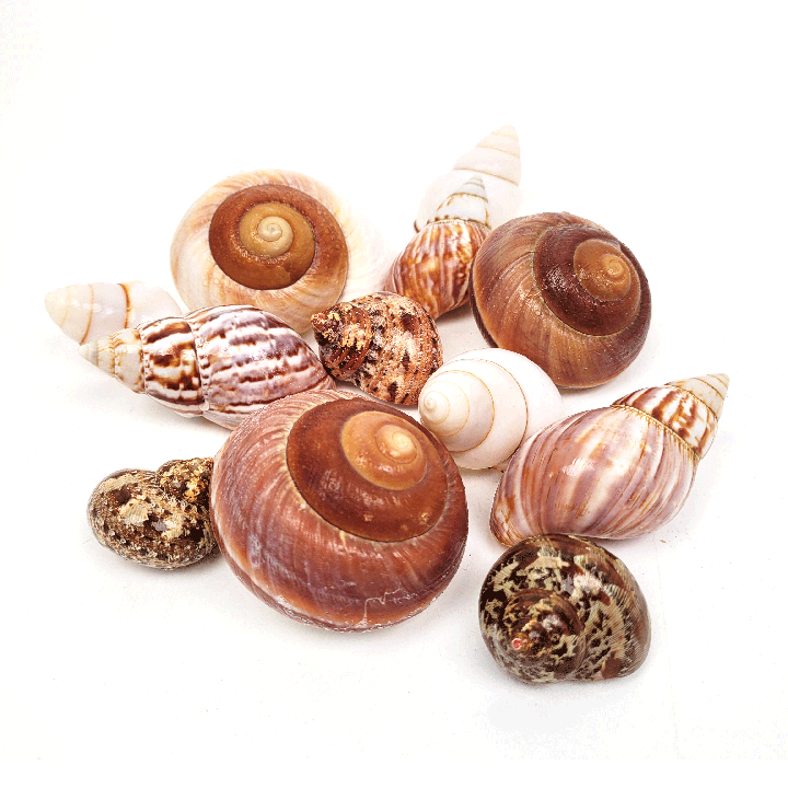 WIO | Enrichment - Shell Shelter