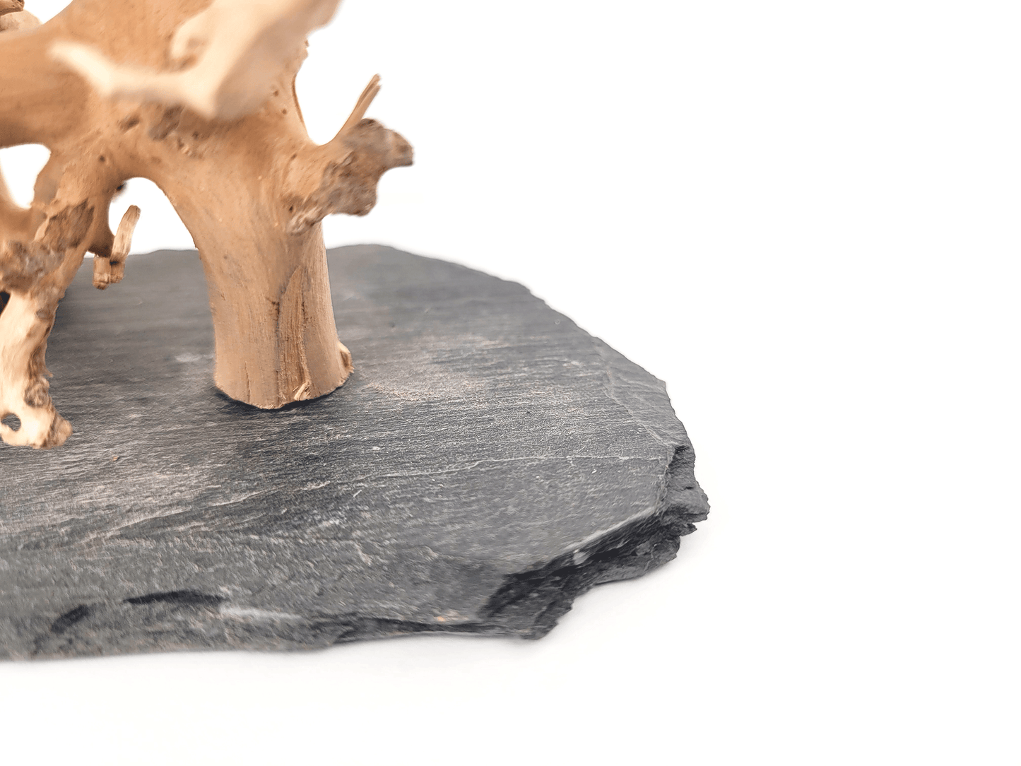 WIO | Arboretum - Forest Tree