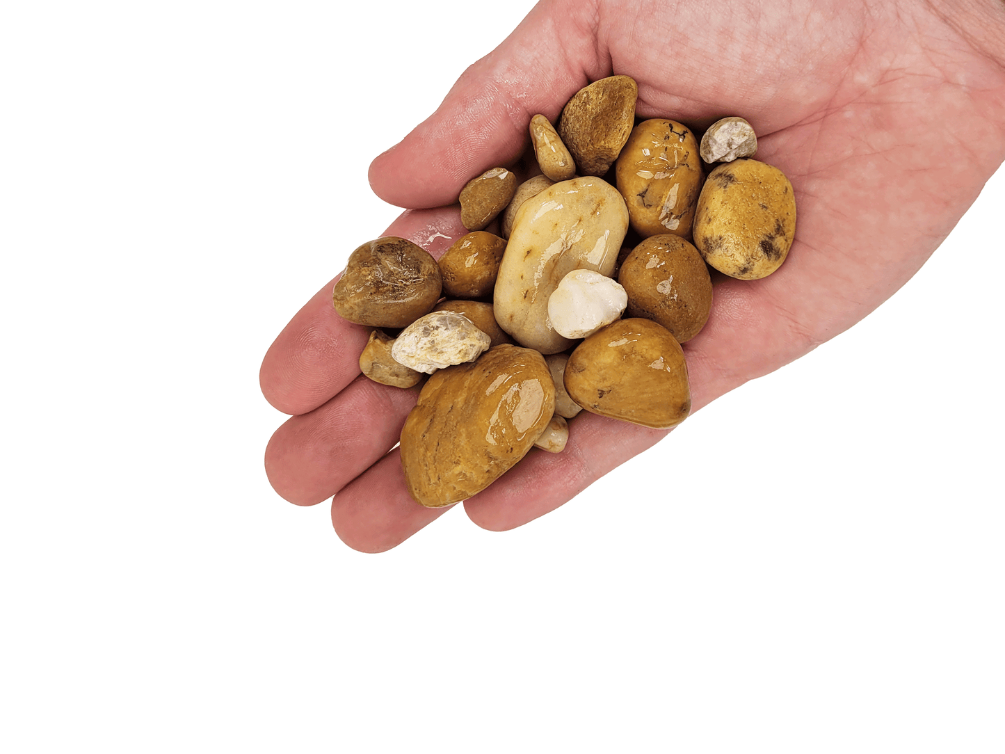 WIO | Gravel - Bumblebee