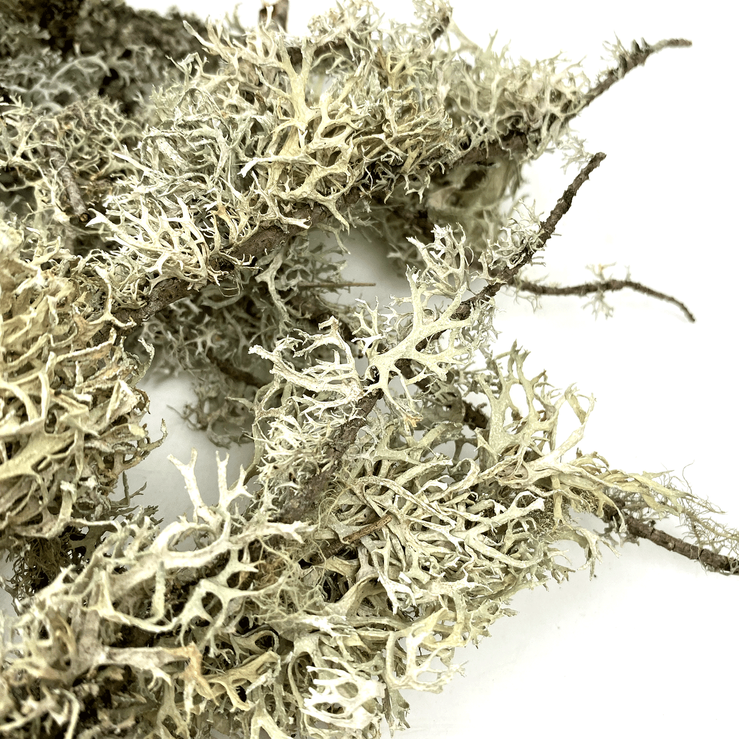 WIO | Lichen - Branches