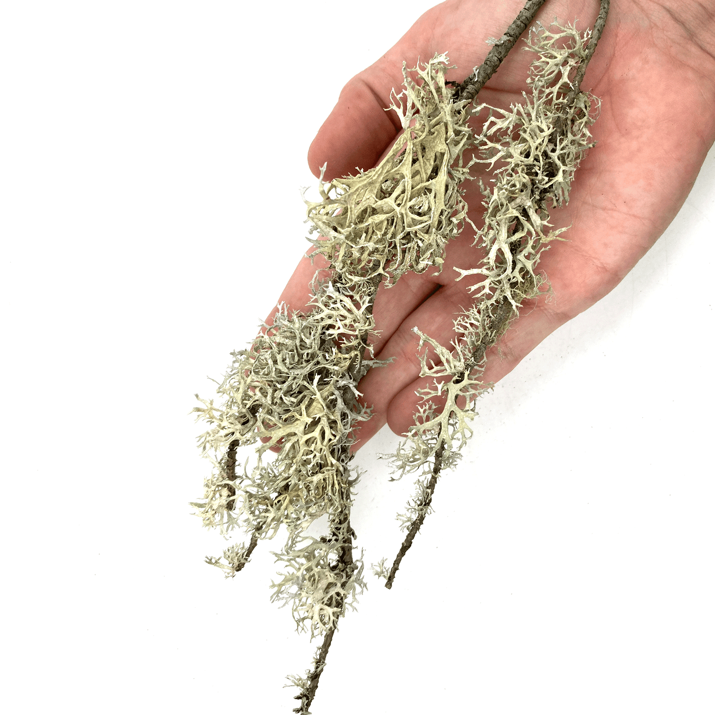 WIO | Lichen - Branches