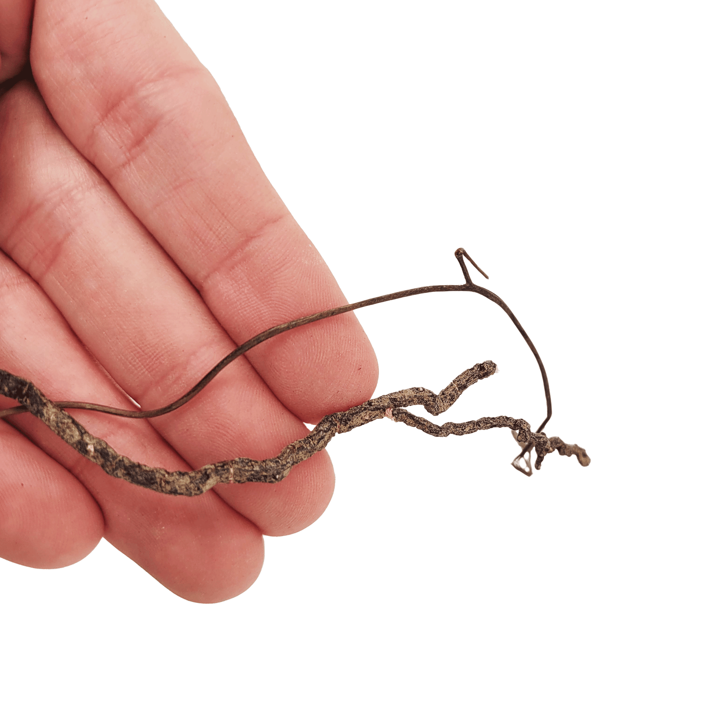 WIO | Root - Mini