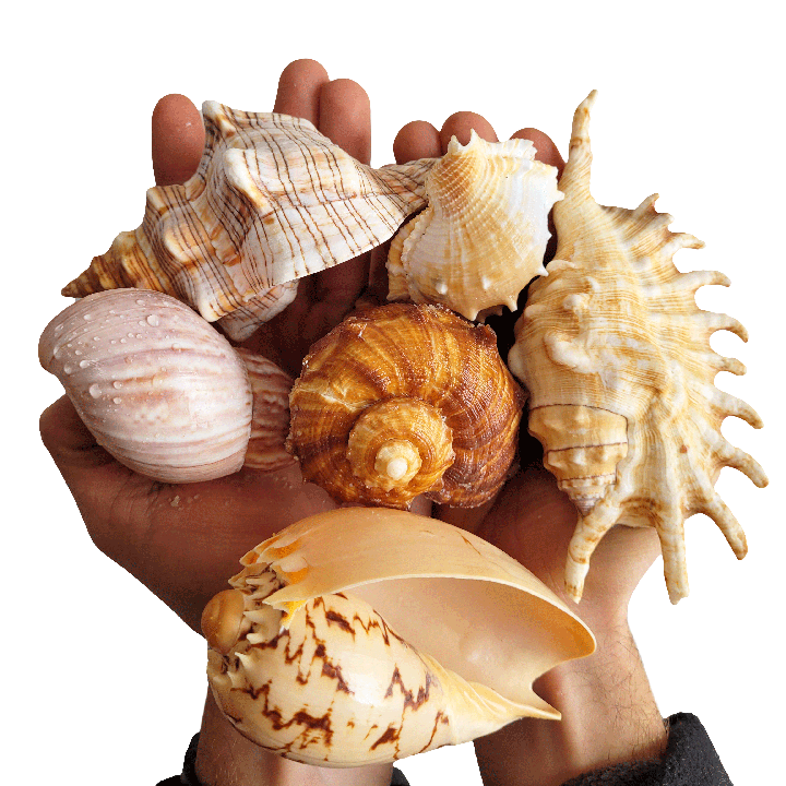 WIO | Enrichment - Shell Shelter