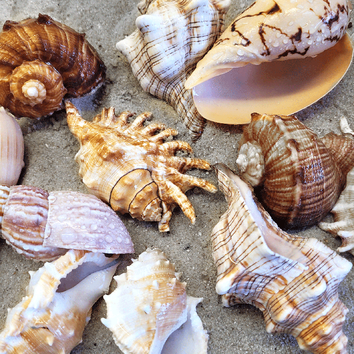 WIO | Enrichment - Shell Shelter