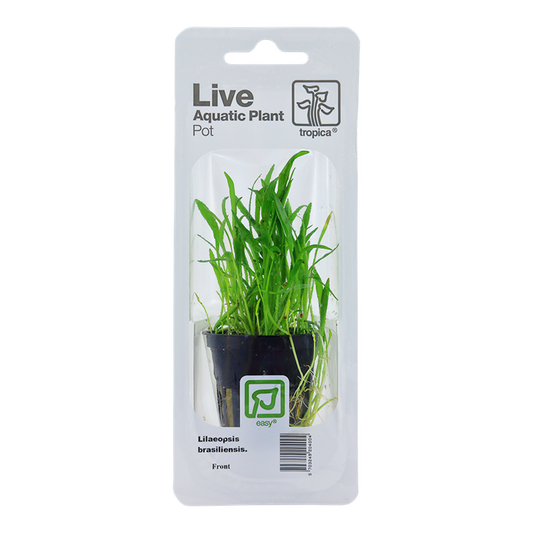 Tropica | Lilaeopsis brasiliensis - Pot in blister package