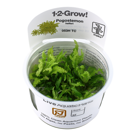 1-2-Grow! Pogostemon helferi