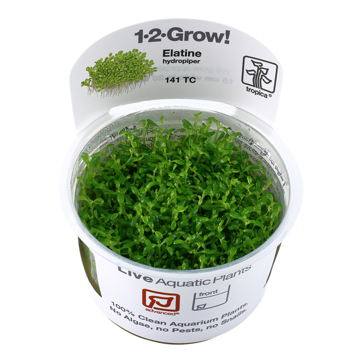 1-2-Grow! Elatine hydropiper