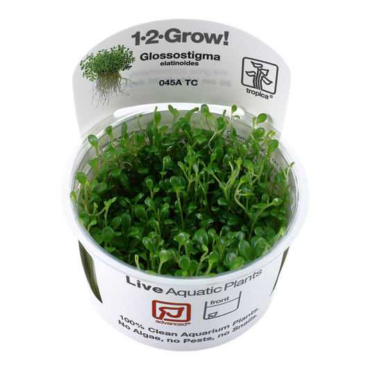 1-2-Grow! Glossostigma elatinoides