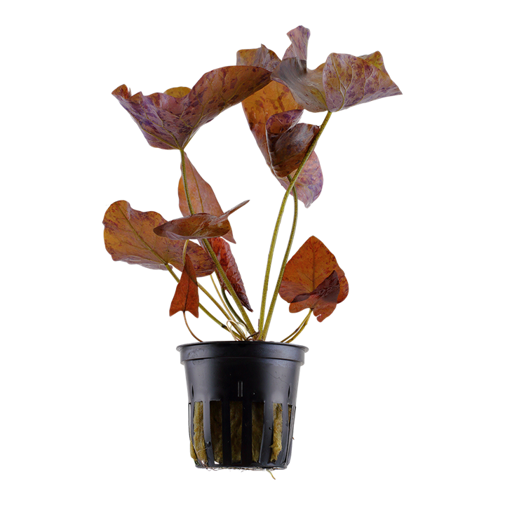 Tropica | Nymphaea lotus - Pot