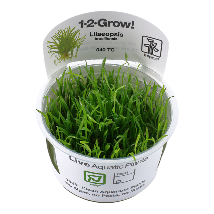 1-2-Grow! Lilaeopsis brasiliensis