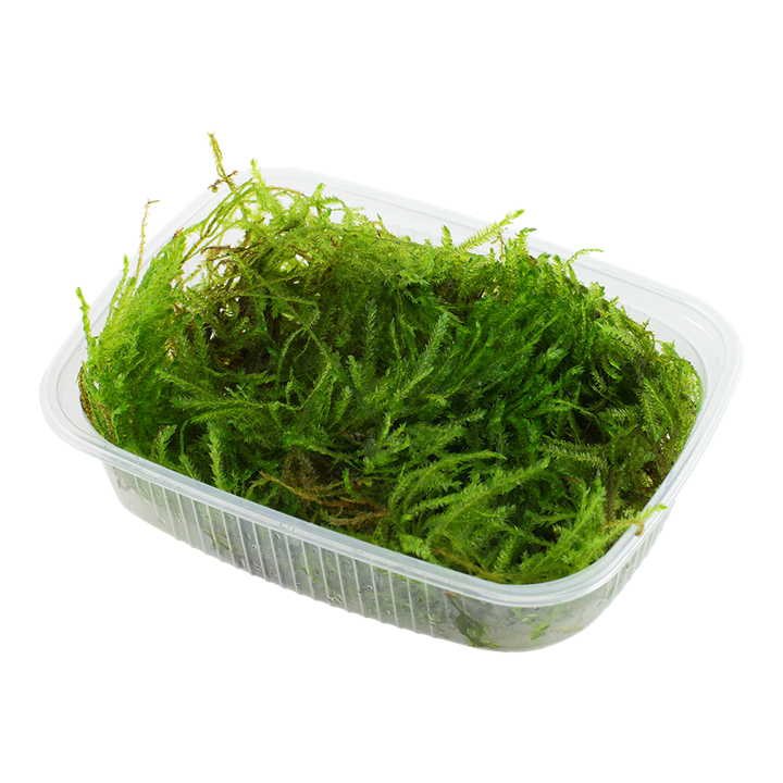 Tropica | Taxiphyllum ‘Spiky’