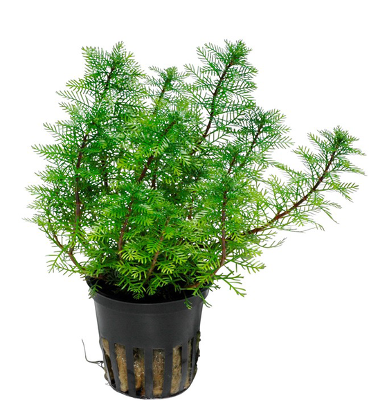 AG | Myriophyllum mattogrossense - Pot