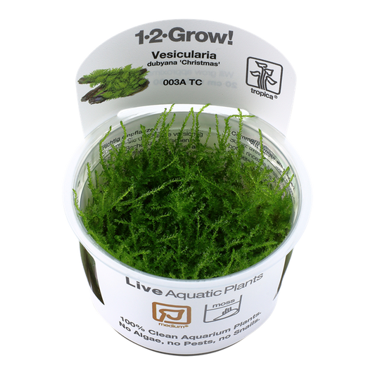 1-2-Grow! Vesicularia montagnei ‘Christmas Moss’