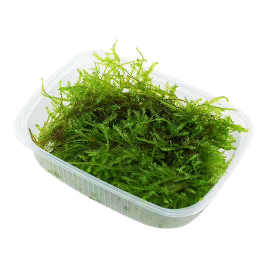 Tropica | Vesicularia montagnei ‘Christmas’