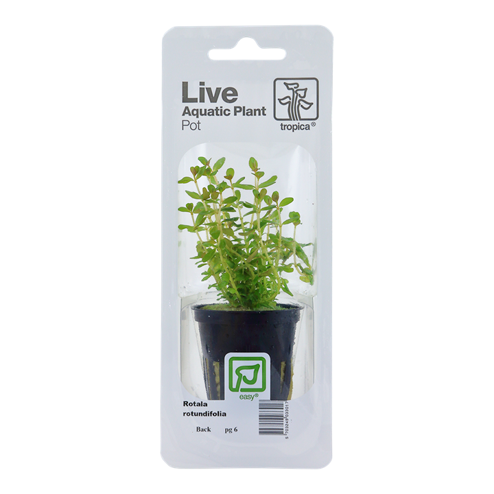 Tropica | Rotala rotundifolia - Pot in blister package