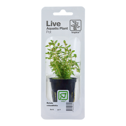 Tropica | Rotala rotundifolia - Pot in blister package