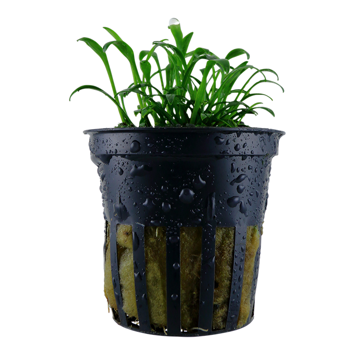 Tropica | Cryptocoryne parva