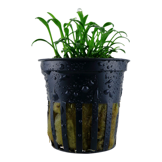 Tropica | Cryptocoryne parva