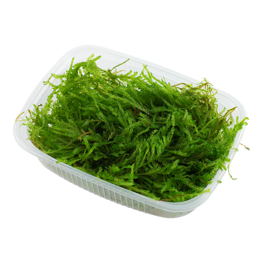 Tropica | Vesicularia ferriei ‘Weeping’