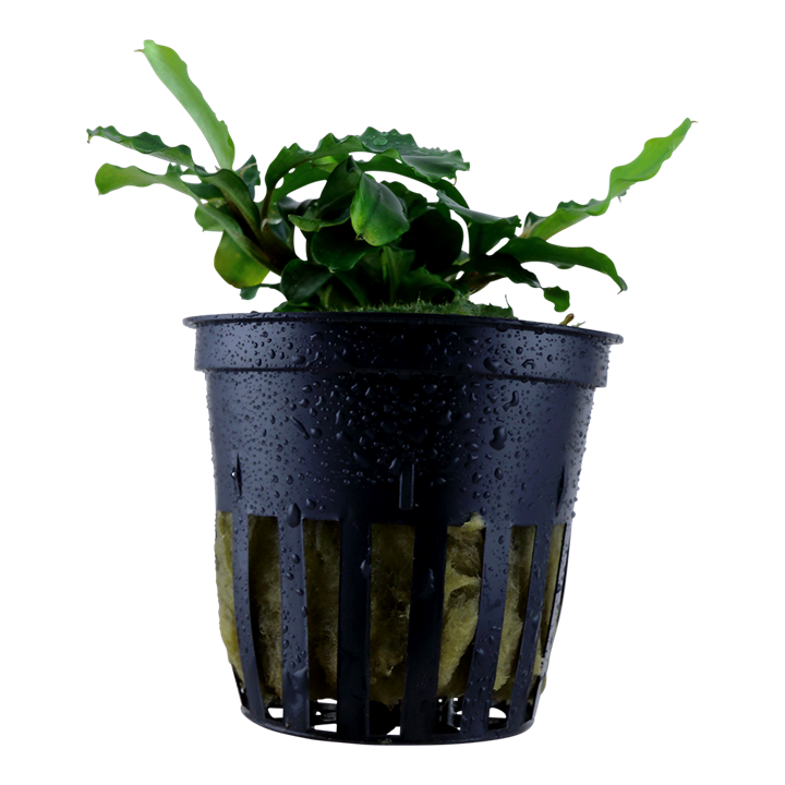 Tropica | Bucephalandra pygmaea ‘Bukit Kelam’ or 'Wavy Green'