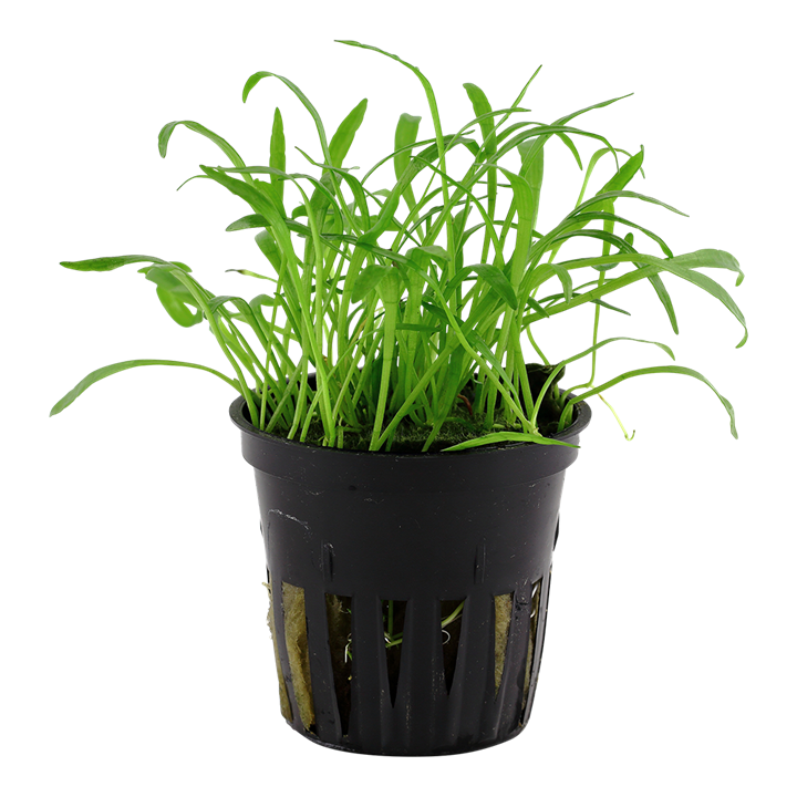 Tropica | Lilaeopsis brasiliensis - Pot in blister package