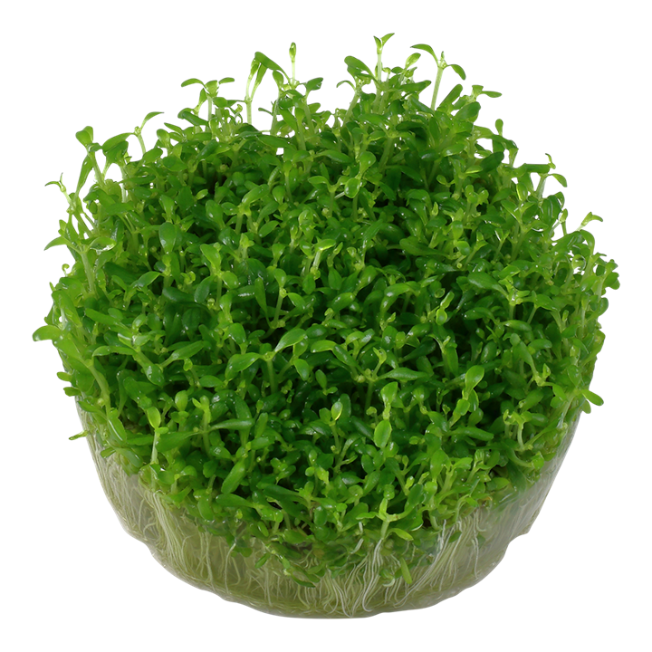 1-2-Grow! Elatine hydropiper
