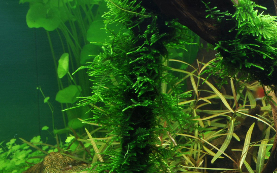 Tropica | Taxiphyllum ‘Spiky’