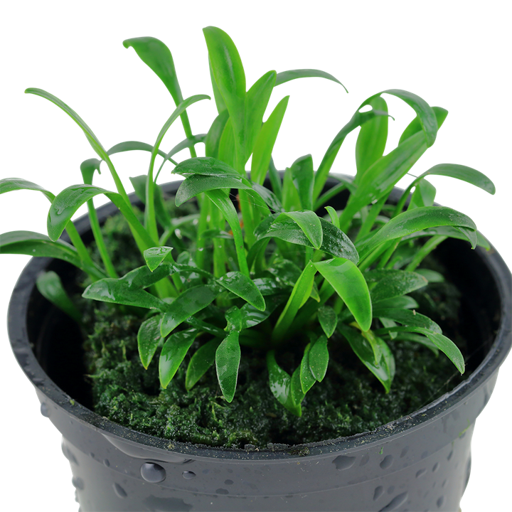 Tropica | Cryptocoryne parva
