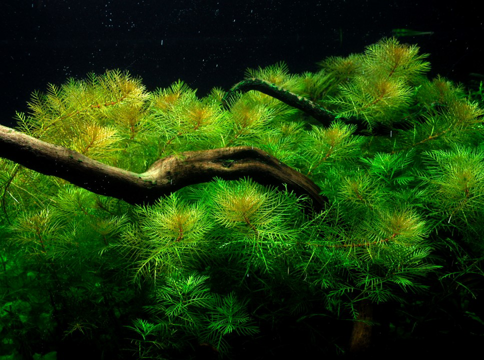 AG | Myriophyllum mattogrossense - Pot